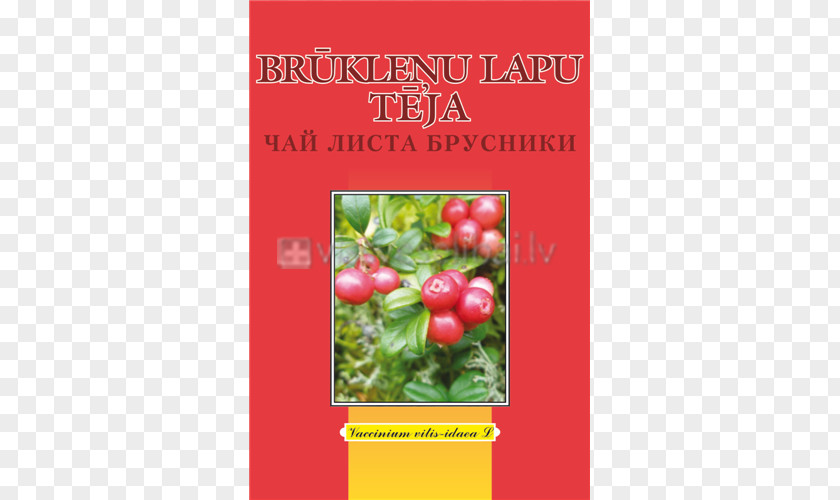 Tea Herb Leaf Root Medicinal Plants PNG
