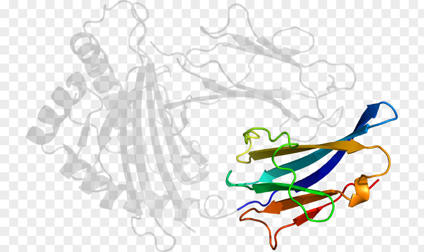Beta2 Microglobulin Beta-2 Clip Art PNG