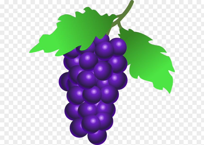 Grape Image Download, Free Picture Common Vine Fruit Clip Art PNG