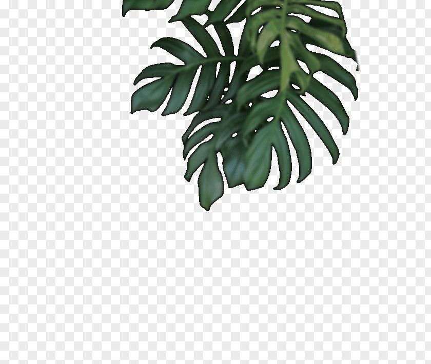 Beatrix Poster Leaf Plant Stem Branching Plants PNG