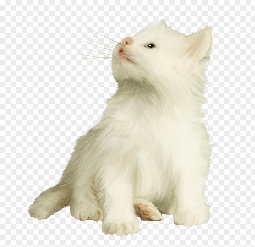 Cat Image Photography Animal PNG