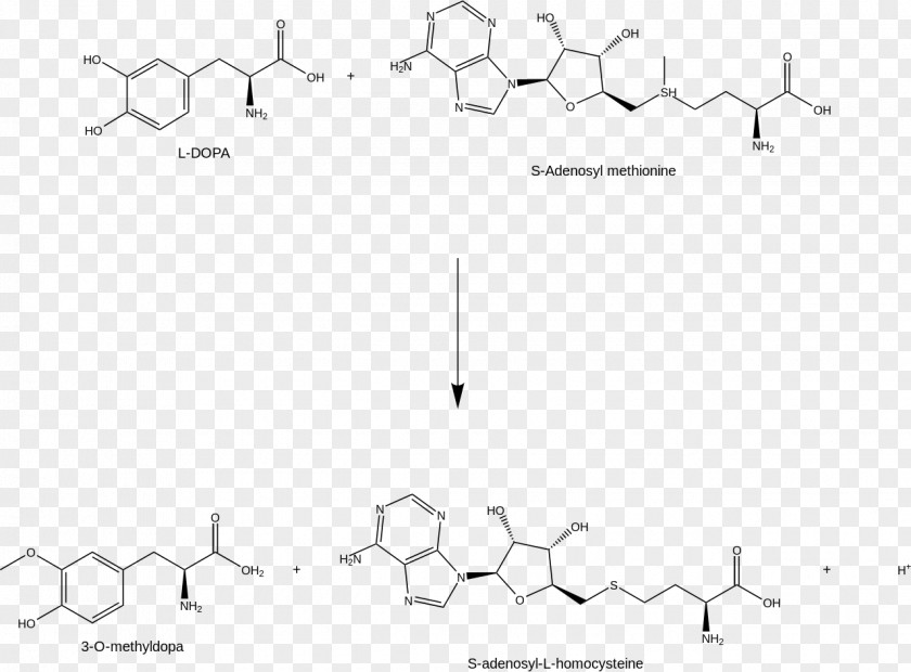 Design Document White Brand PNG