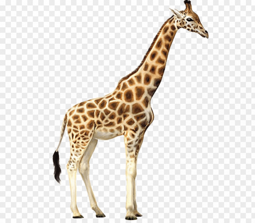 Giraffe Family Clip Art PNG
