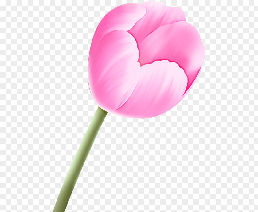 Pink Petal Tulip Flower Plant PNG