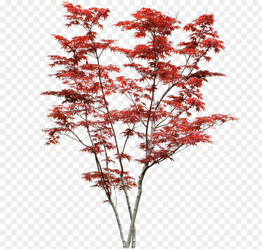 Tree Japanese Maple Acer Japonicum Davidii Shrub PNG