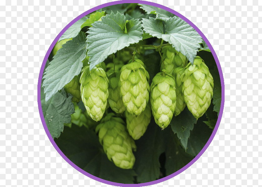 Beer Hops Brewing Grains & Malts Common Hop Plant PNG