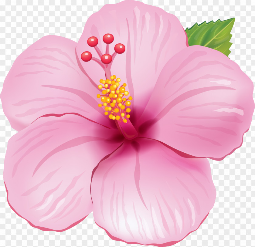 Flower Image Clip Art Drawing PNG