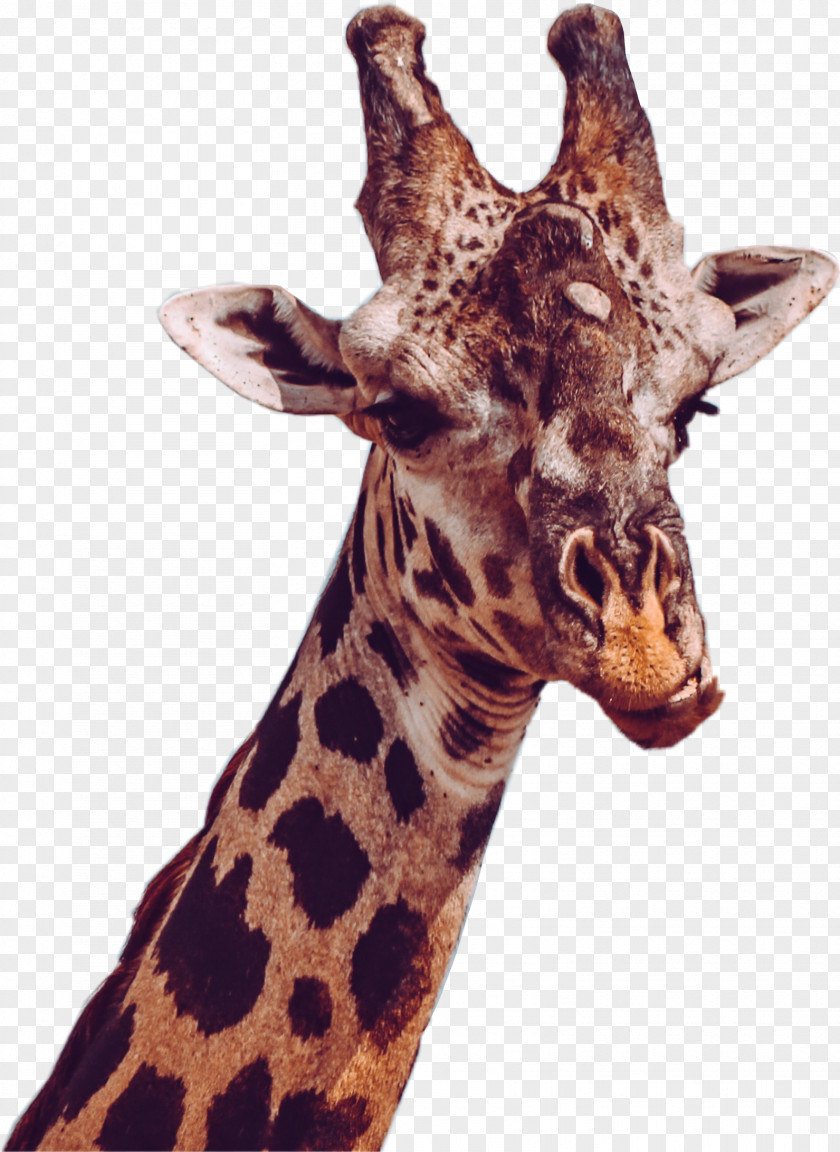 Giraffe Madagascar Northern GIF Desktop Wallpaper Image Masai PNG