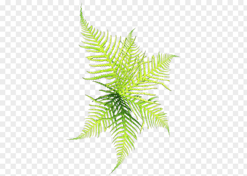 Graced The Grass,Rhythm Of Life Conifers Clip Art PNG