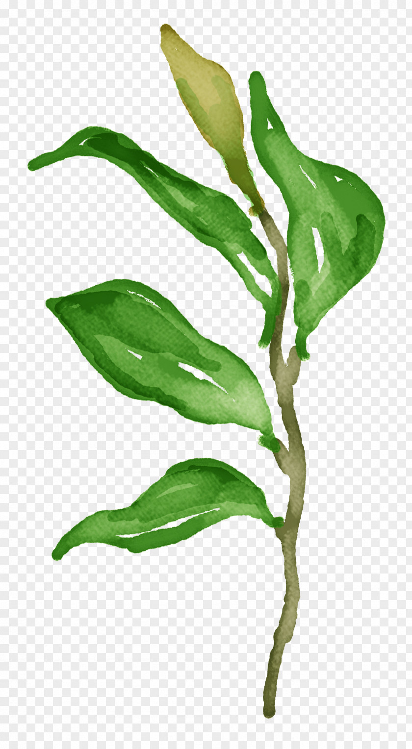 Hand-painted Grass Leaf Green Illustration PNG