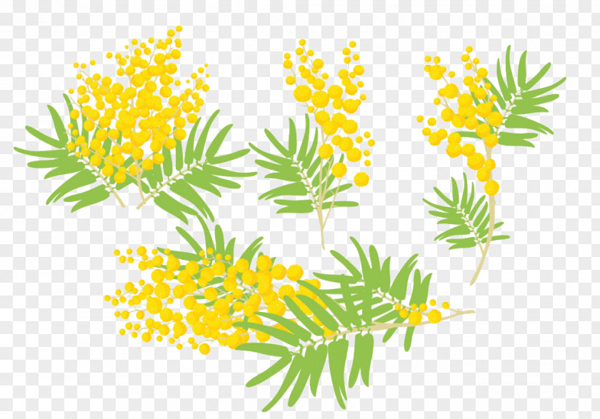 Hand-painted Mimosa Poster Decorations Pudica Euclidean Vector Clip Art PNG