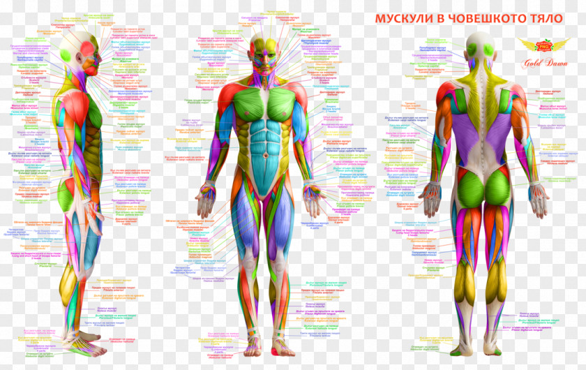Human Body Muscle Back Anatomy PNG