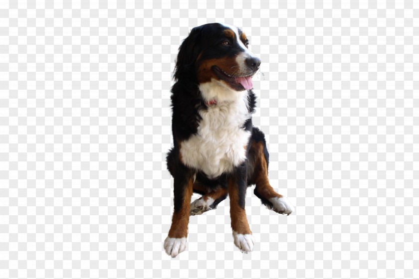 Dog Image Bernese Mountain Greater Swiss Entlebucher Dogo Argentino Breed PNG