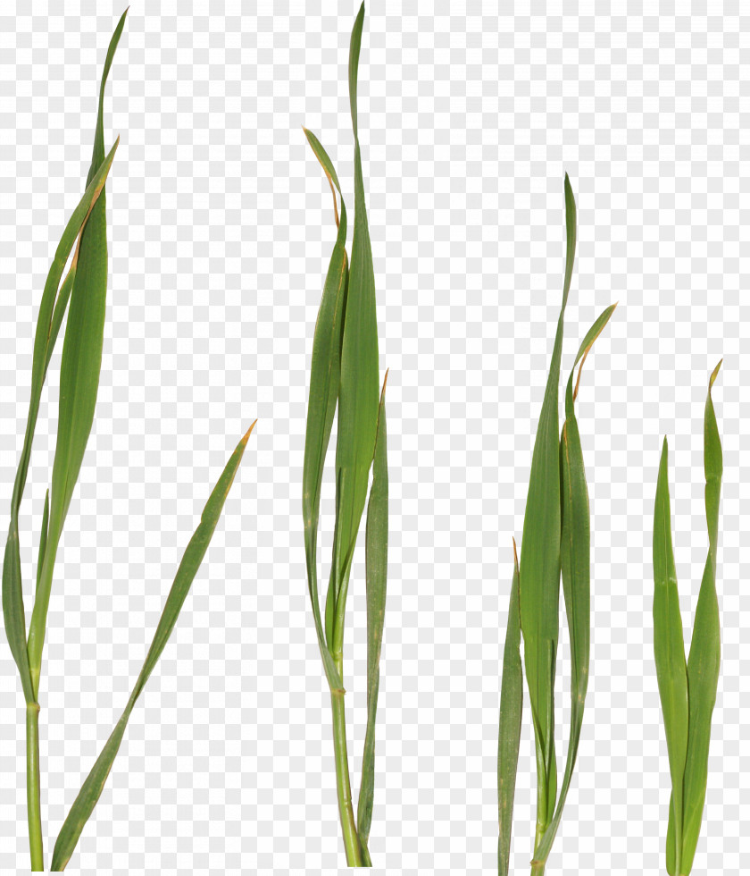 Clip Art Sweet Grass JPEG PNG