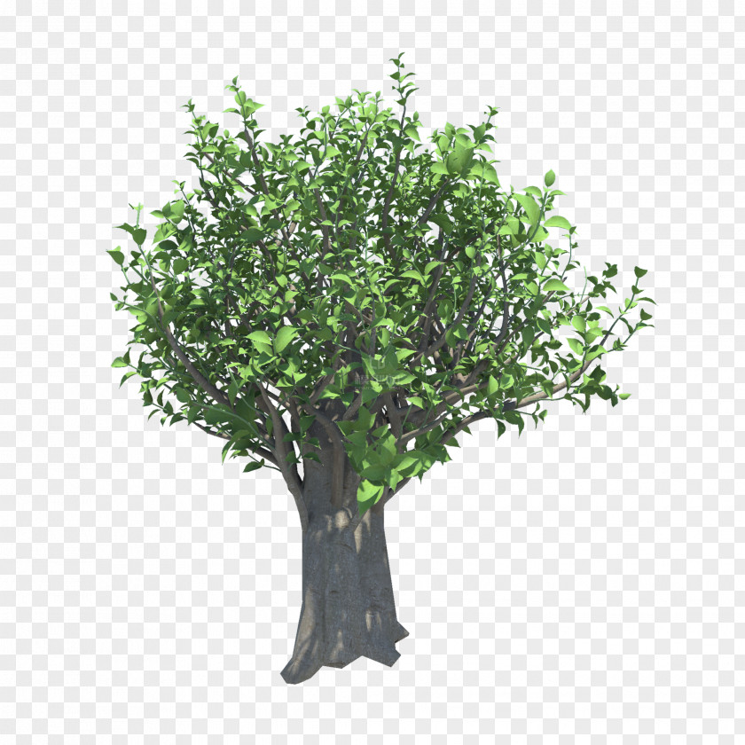 Growing Branch Stock Photography Tree Topiary Shrub PNG