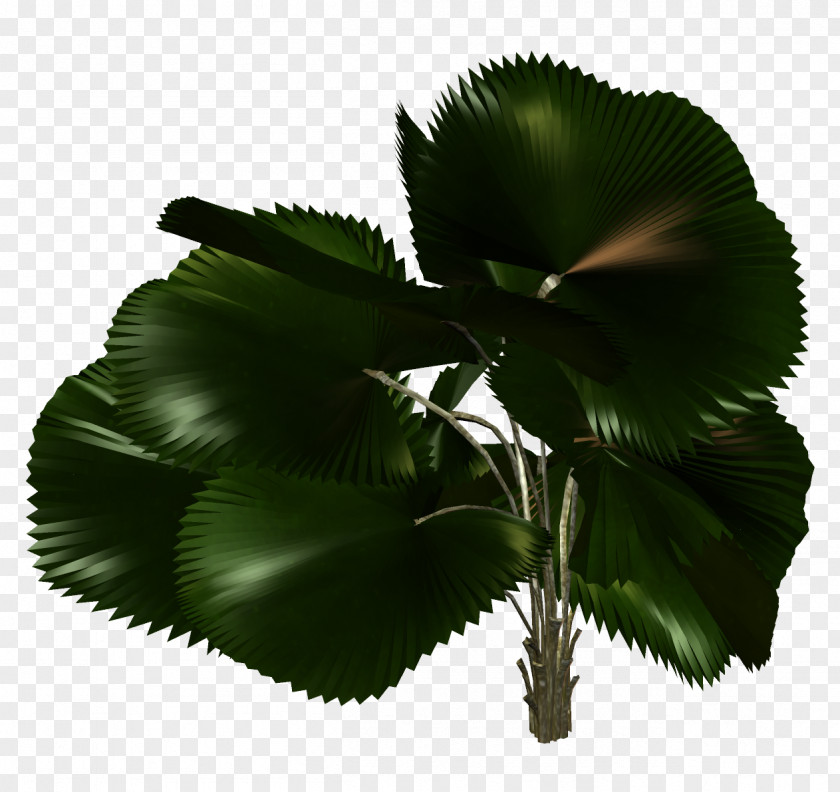 Leaf Palm Trees Plants PNG