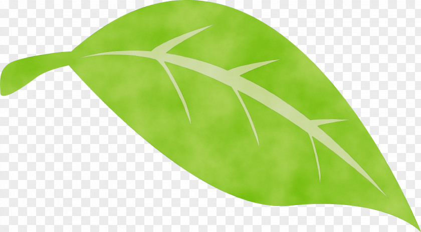 Leaf Plant Stem Green Plants Biology PNG