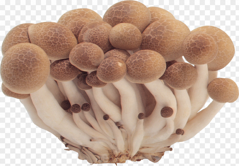 Mushrooms Image Common Mushroom Fungus PNG