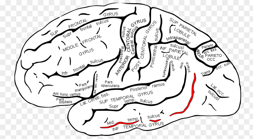 Brain Superior Temporal Sulcus Gyrus Lobe PNG