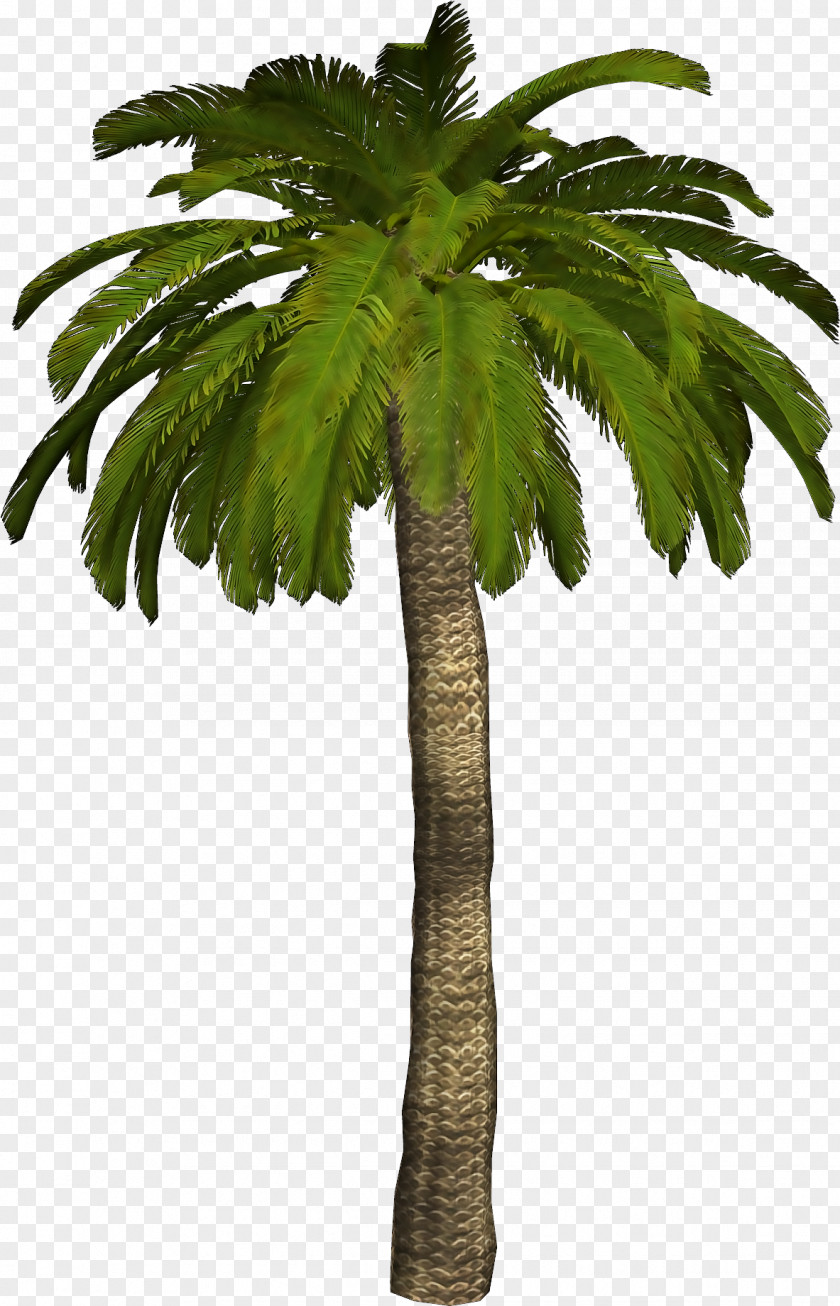 Coconut Tree 3D Material Free To Pull Arecaceae Clip Art PNG