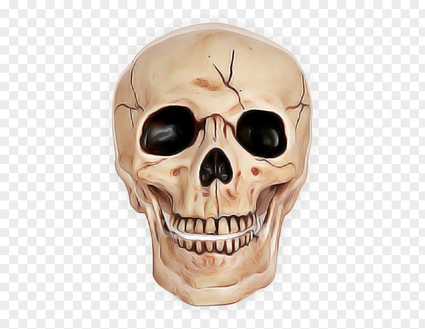 Bone Skull Face Skeleton Head PNG