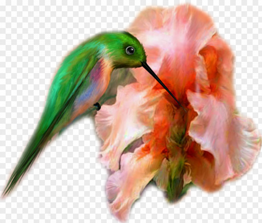 Cartoon Bird With Flowers Hummingbird M Painting Beak Kocaeli Province PNG