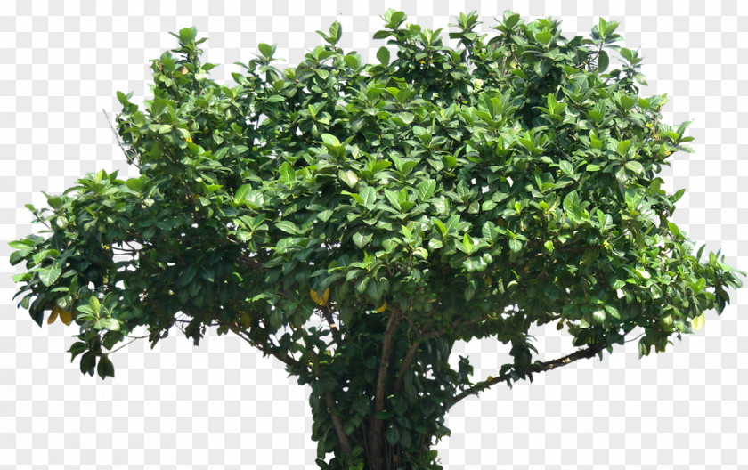 Deciduous Leaves Tree Subtropics Barringtonia Asiatica PNG