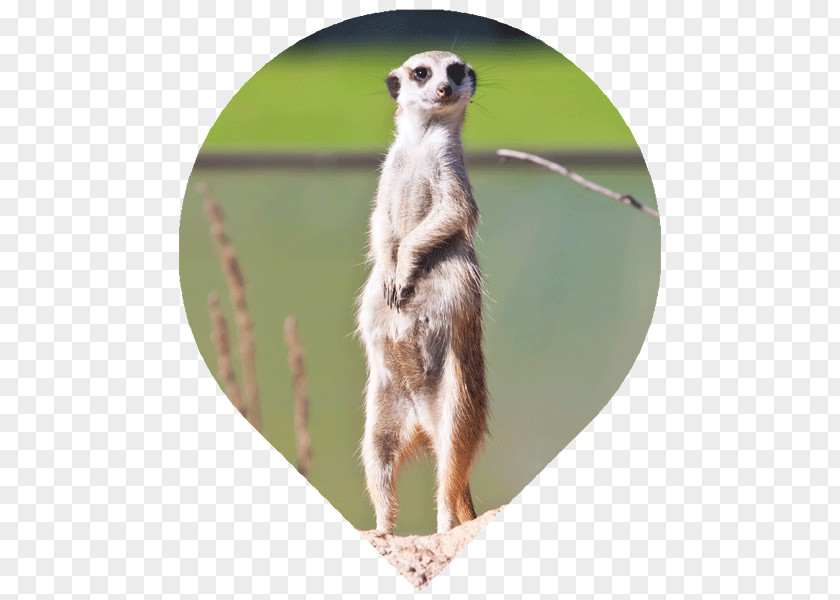 Meerkat Rodent Stock Photography Illustration PNG