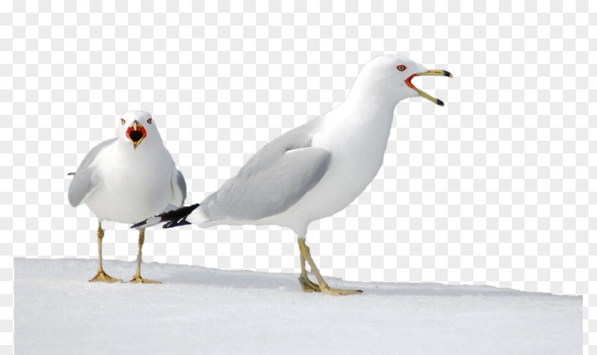 Painting European Herring Gull Gulls Advertising PNG