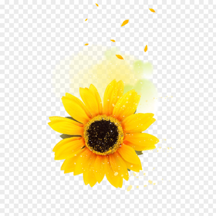 Pollen Smile Flowers Background PNG