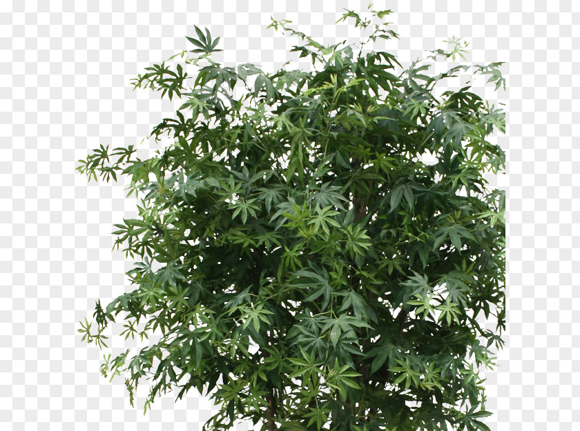 Tree Maple Bonsai Green Shrub PNG