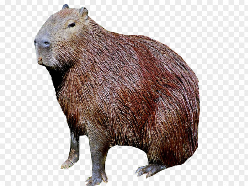 Capybara Jaguar Internet Meme Humour PNG meme Humour, jaguar clipart PNG