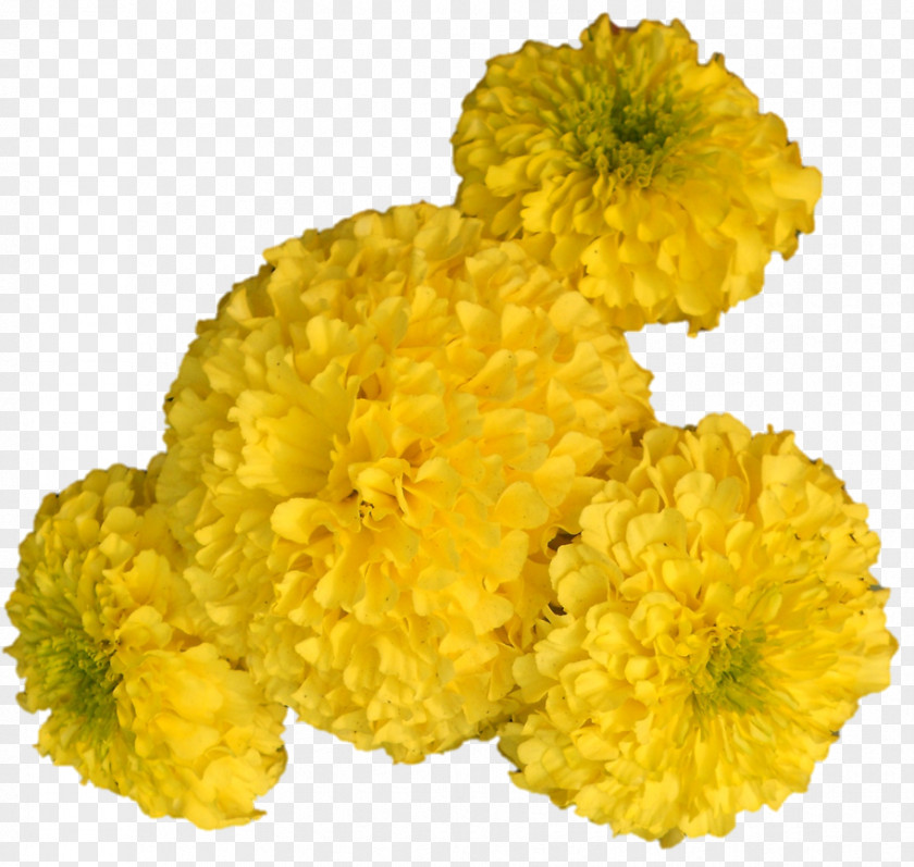 Chrysanthemum Mimosa Cut Flowers Tansy Petal PNG