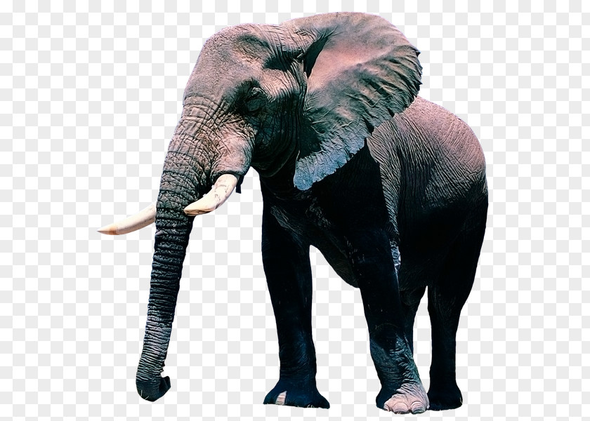 Elephant Desktop Wallpaper African Display Resolution PNG