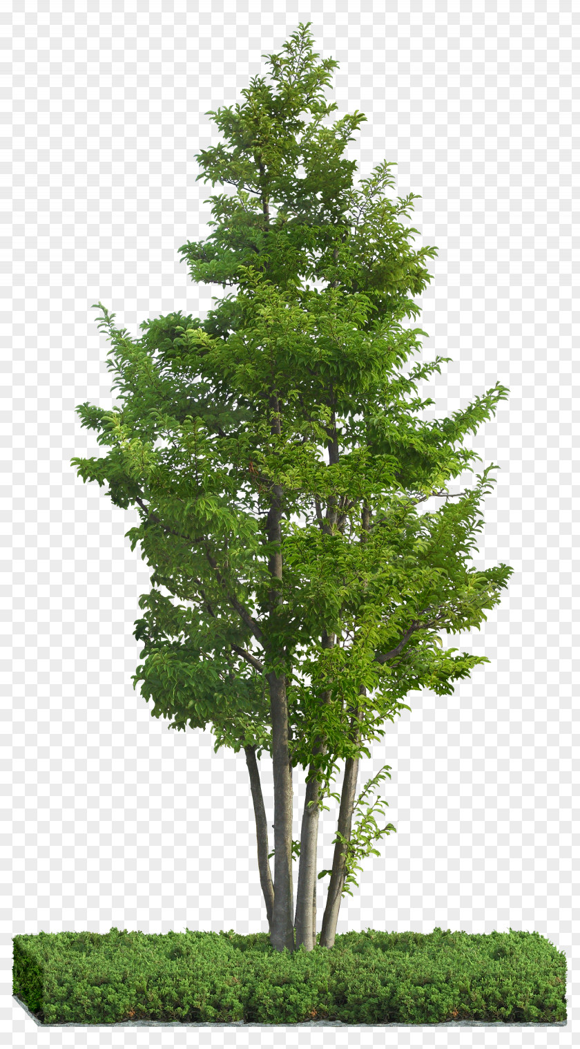 Forest Tree Idea Ilex Rotunda PNG