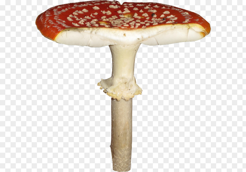 Mushroom 2403 (عدد) 2404 Fungus PNG
