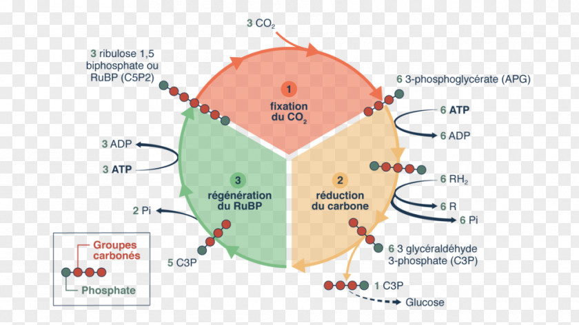 Organique Calvin Cycle Photosynthesis Chemistry Terminale Scientifique Detik PNG