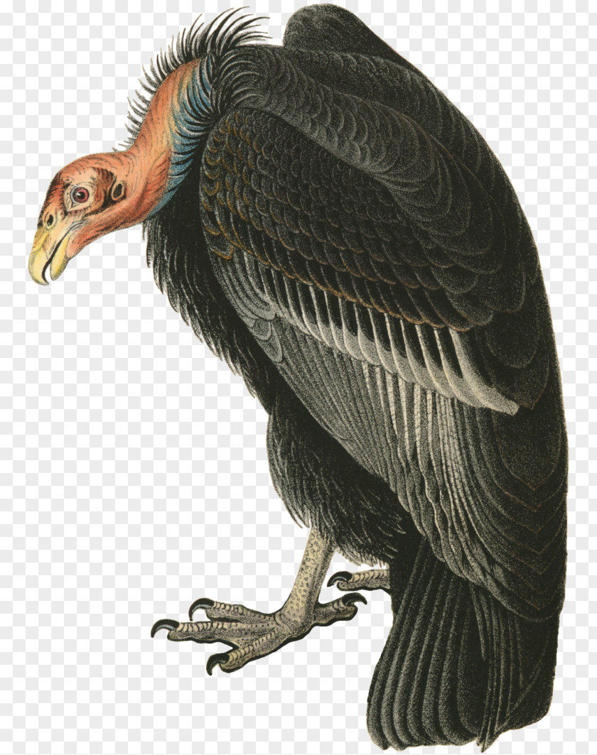 Bird Turkey Vulture The Birds Of America Beaky Buzzard PNG
