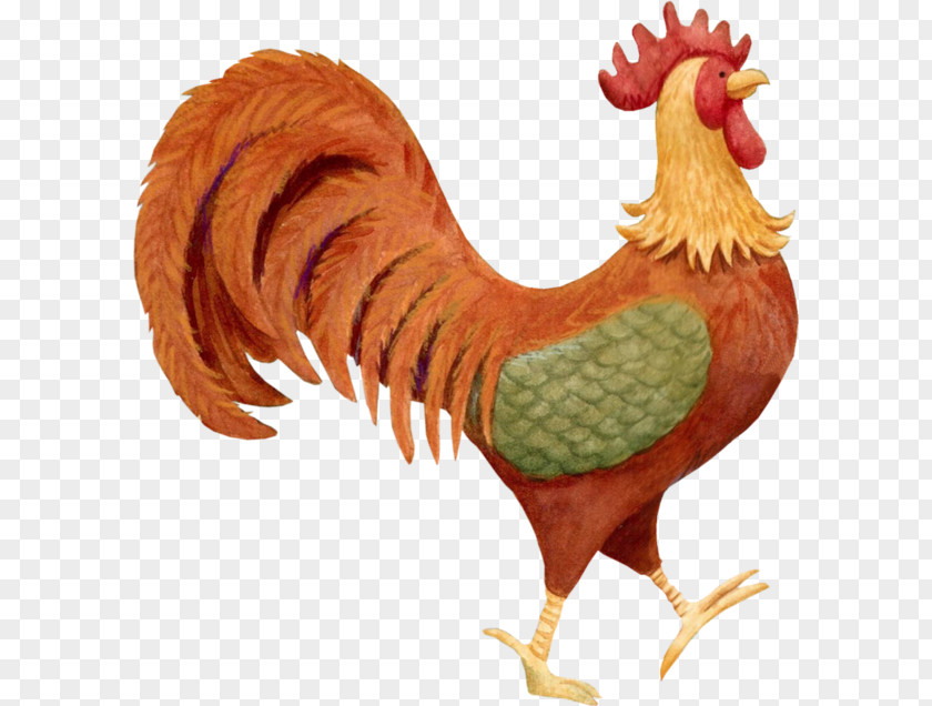 Chicken Rooster Hen PNG