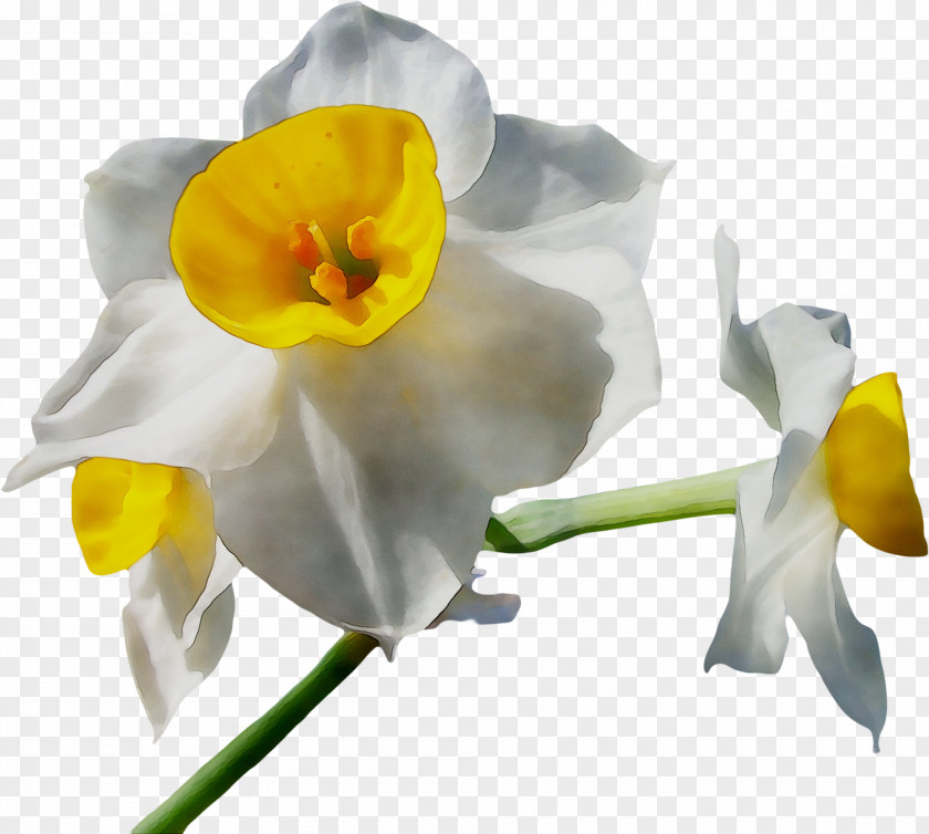 Cut Flowers Moth Orchids Plant Stem Narcissus PNG