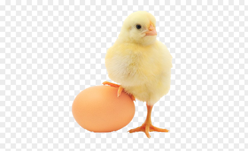 Egg Plymouth Rock Chicken Foo Young Or The Poultry PNG