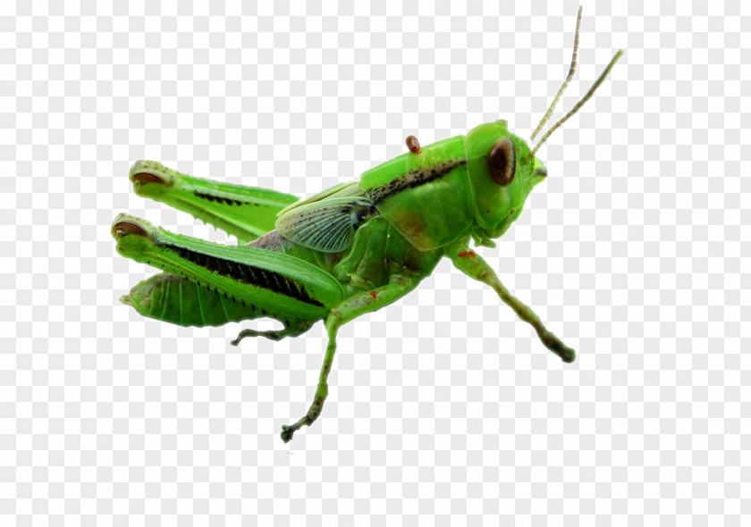 Green Grasshopper Insect Caelifera PNG