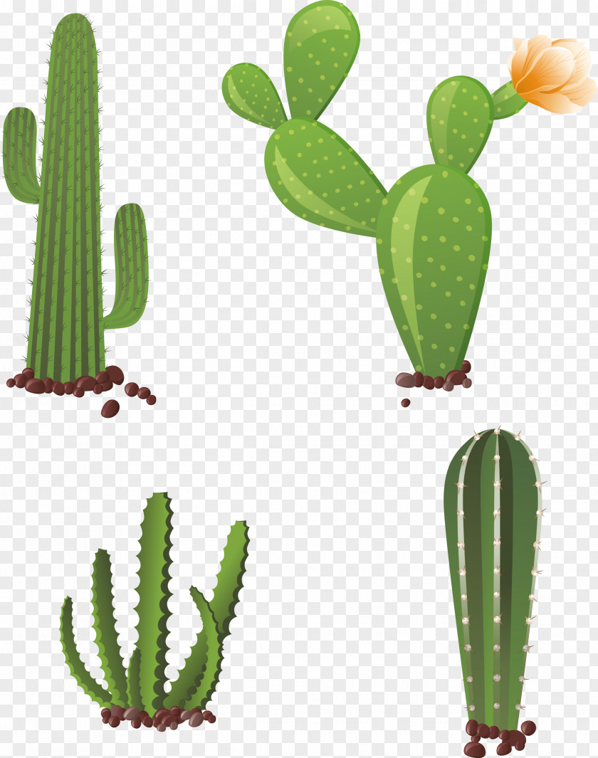 Hand-painted Cactus Cactaceae Clip Art PNG