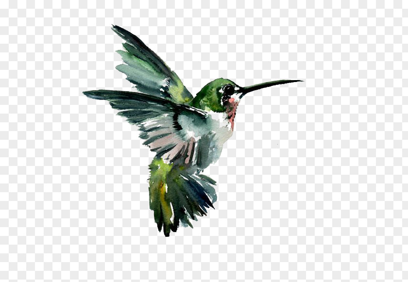 Hummingbird Watercolor Painting Drawing PNG