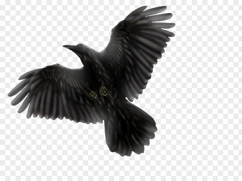 Raven Common Blackbird Flight PNG