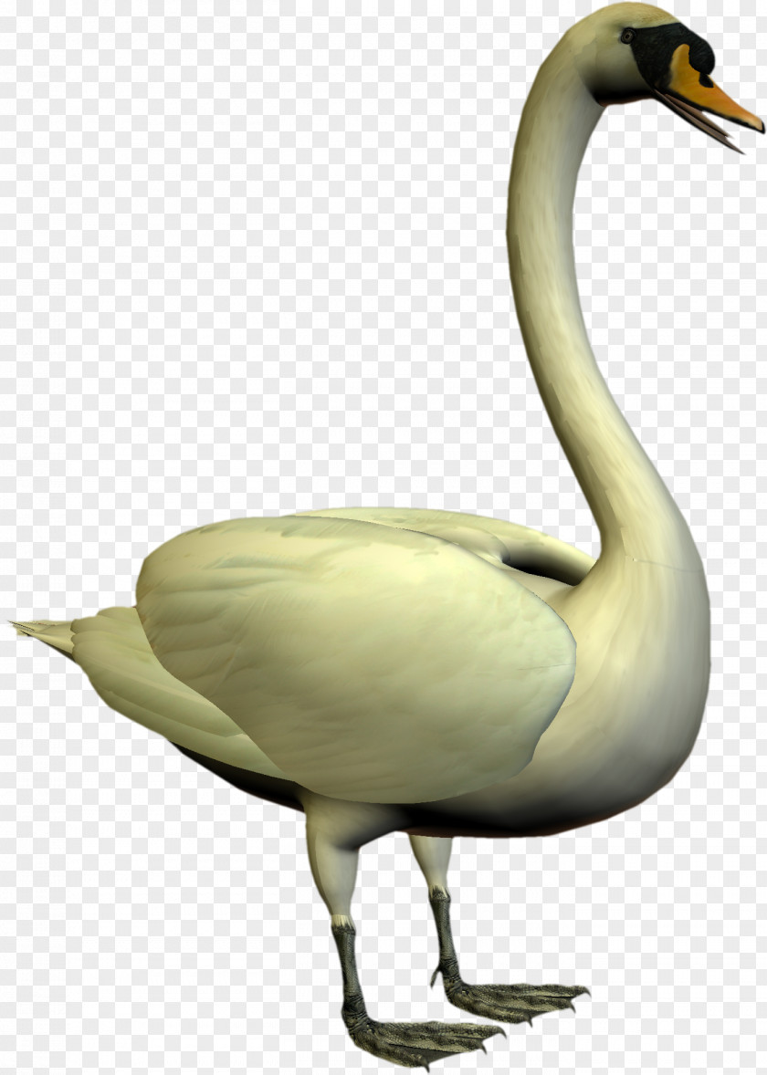 Swan Cygnini Goose Water Bird Duck PNG