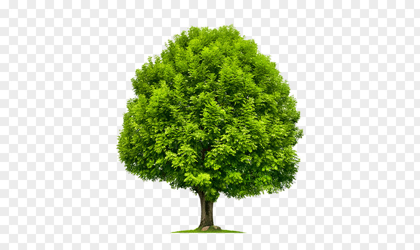 Baum Emerald Ash Borer Tree Green Stock Photography Shrub PNG