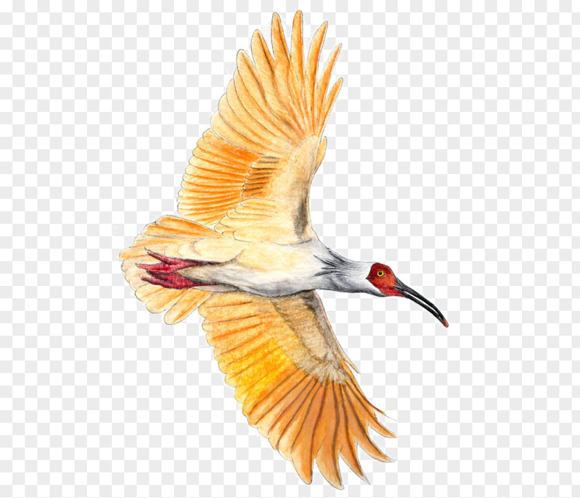 Bird Beak Crested Ibis PNG