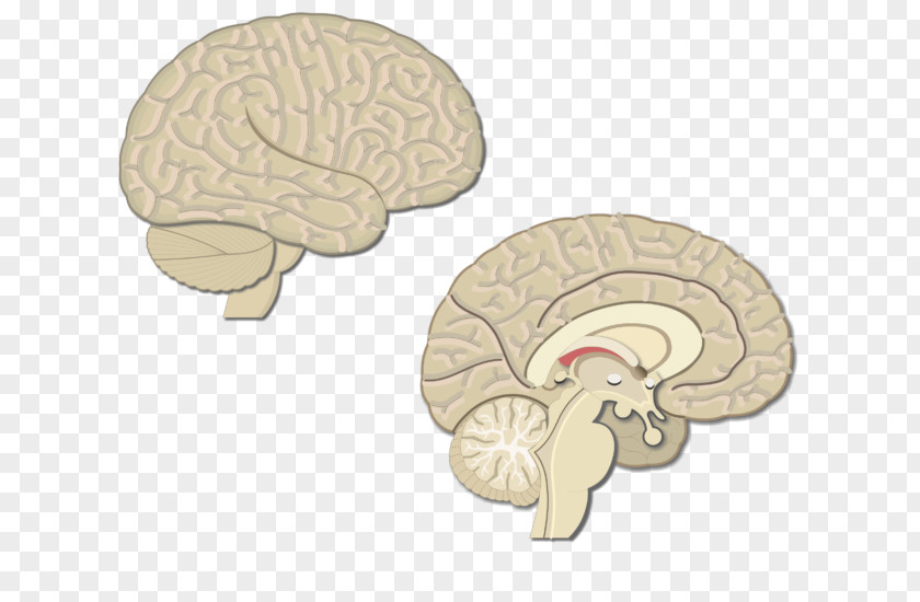 Brain Primary Motor Cortex Supplementary Area Premotor Cerebral PNG