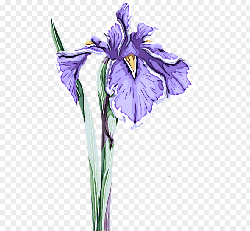 Cut Flowers Iris Versicolor Flower Flowering Plant Purple PNG